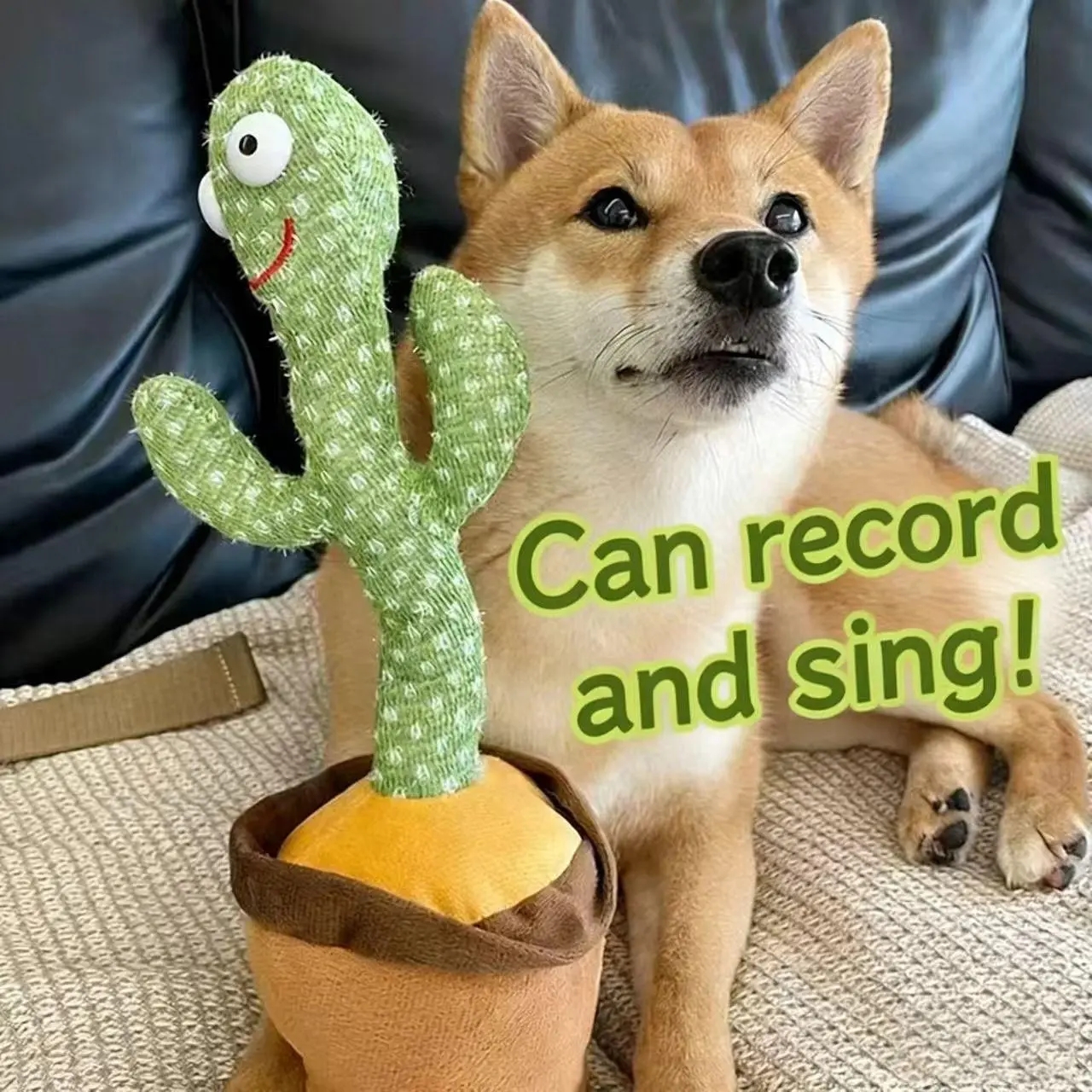 BB Cactus